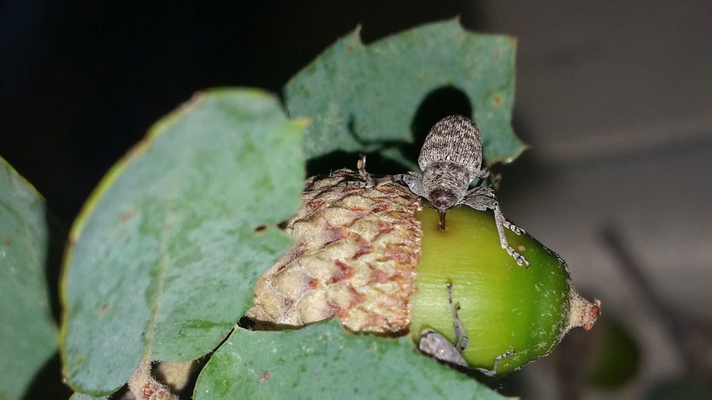An acorn weevil drills into an acorn.