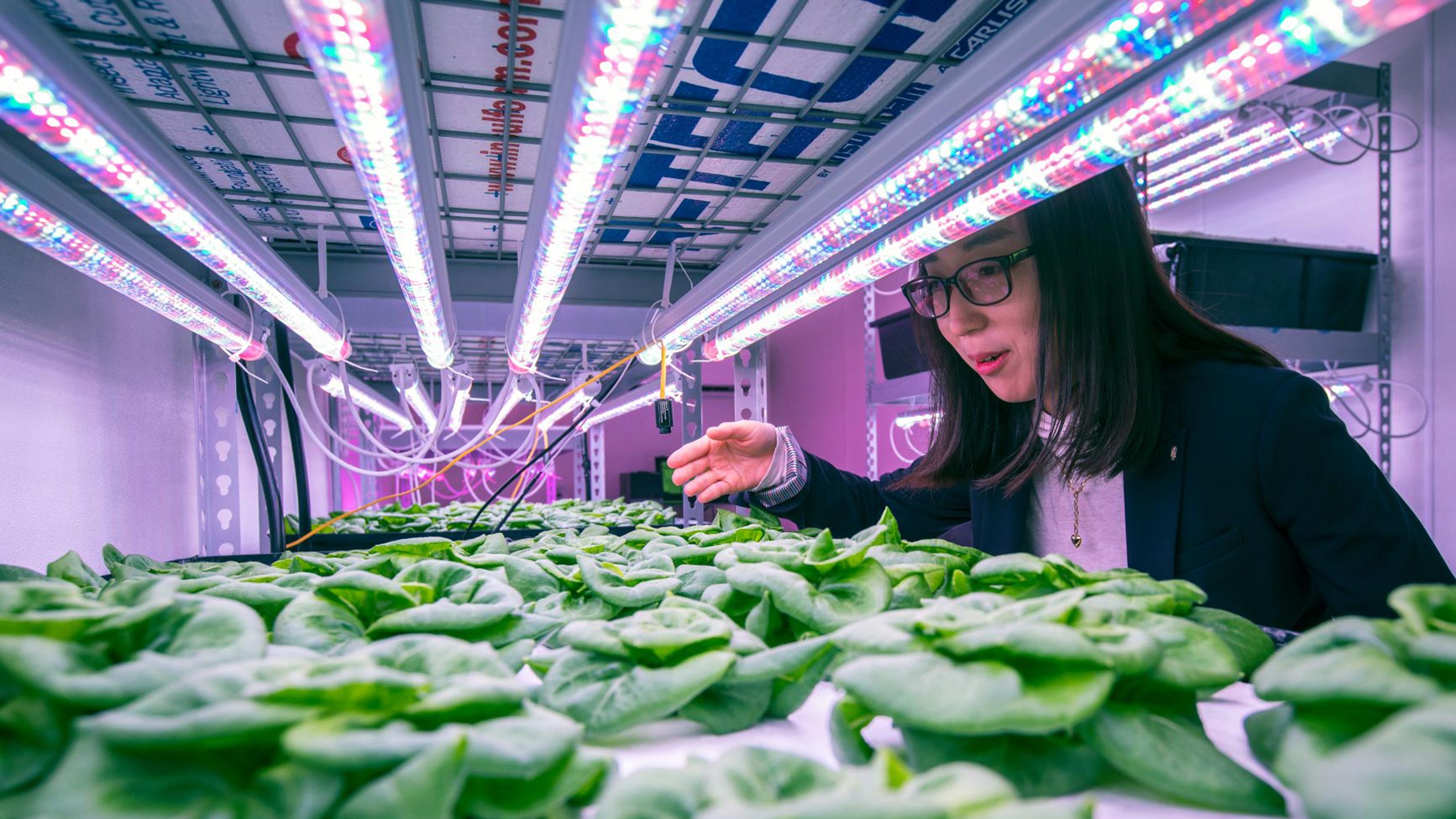 Assistant Professor Yujin Park checks the week-old butterhead lettuce plants set up in an indoor vertical farming system