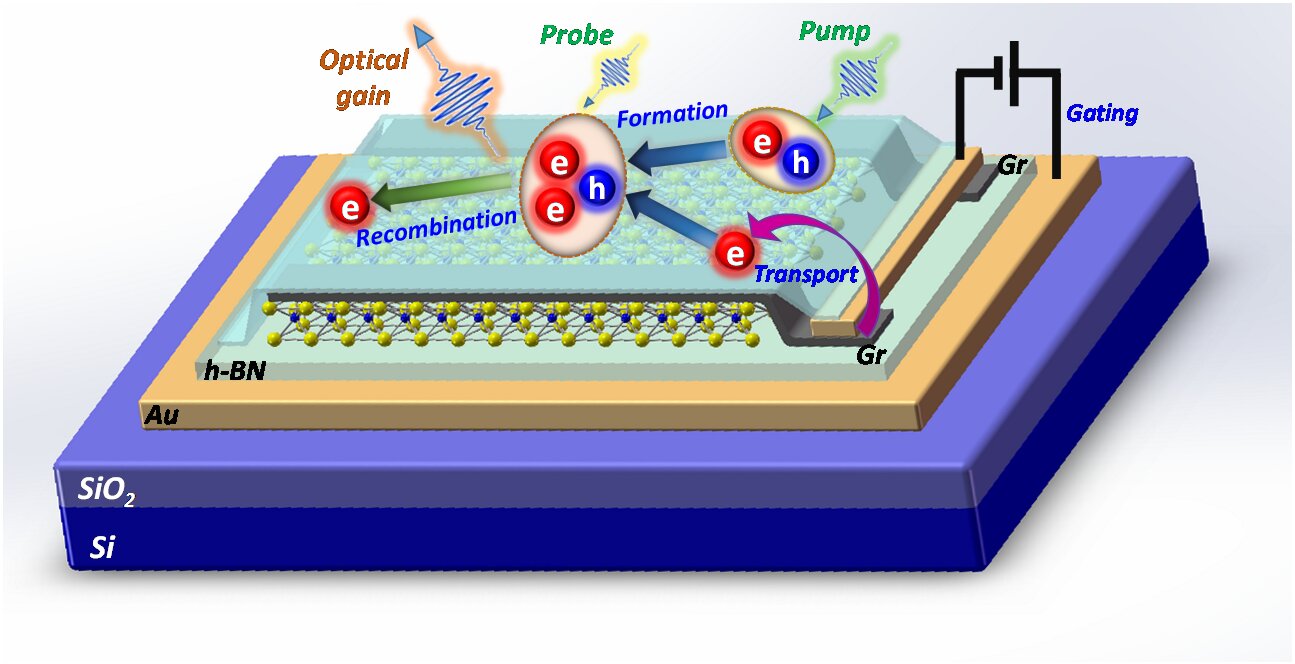 In research conducted by Cun-Zheng Ning and his ASU and Tsinghua University collaborators, a single layer of 2D material was placed on a carefully designed substrate with gold as a back-gate to control the number of electrons in the material. Another laser pumps the 2D material to create excitons, some of which form trions with the pre-existing electrons. The reflected light is monitored to find the signature of amplification. Graphic courtesy of Cun-Zheng Ning