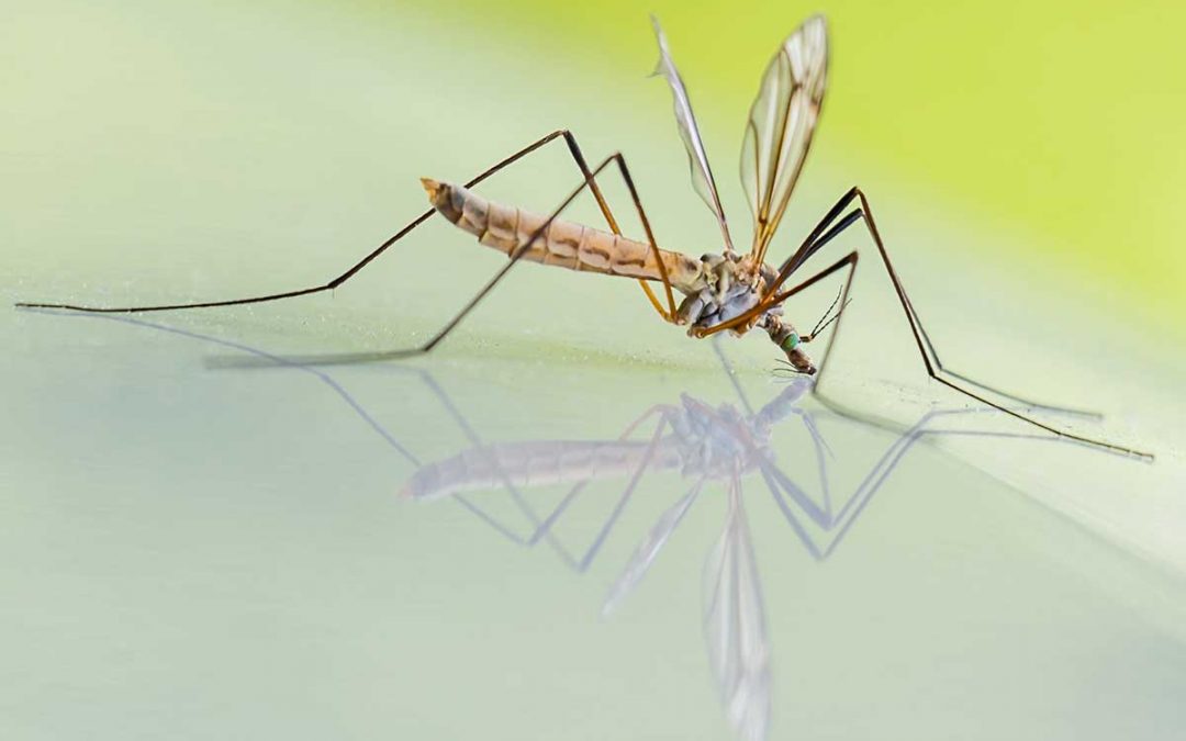 Extreme close up of a mosquito on glass