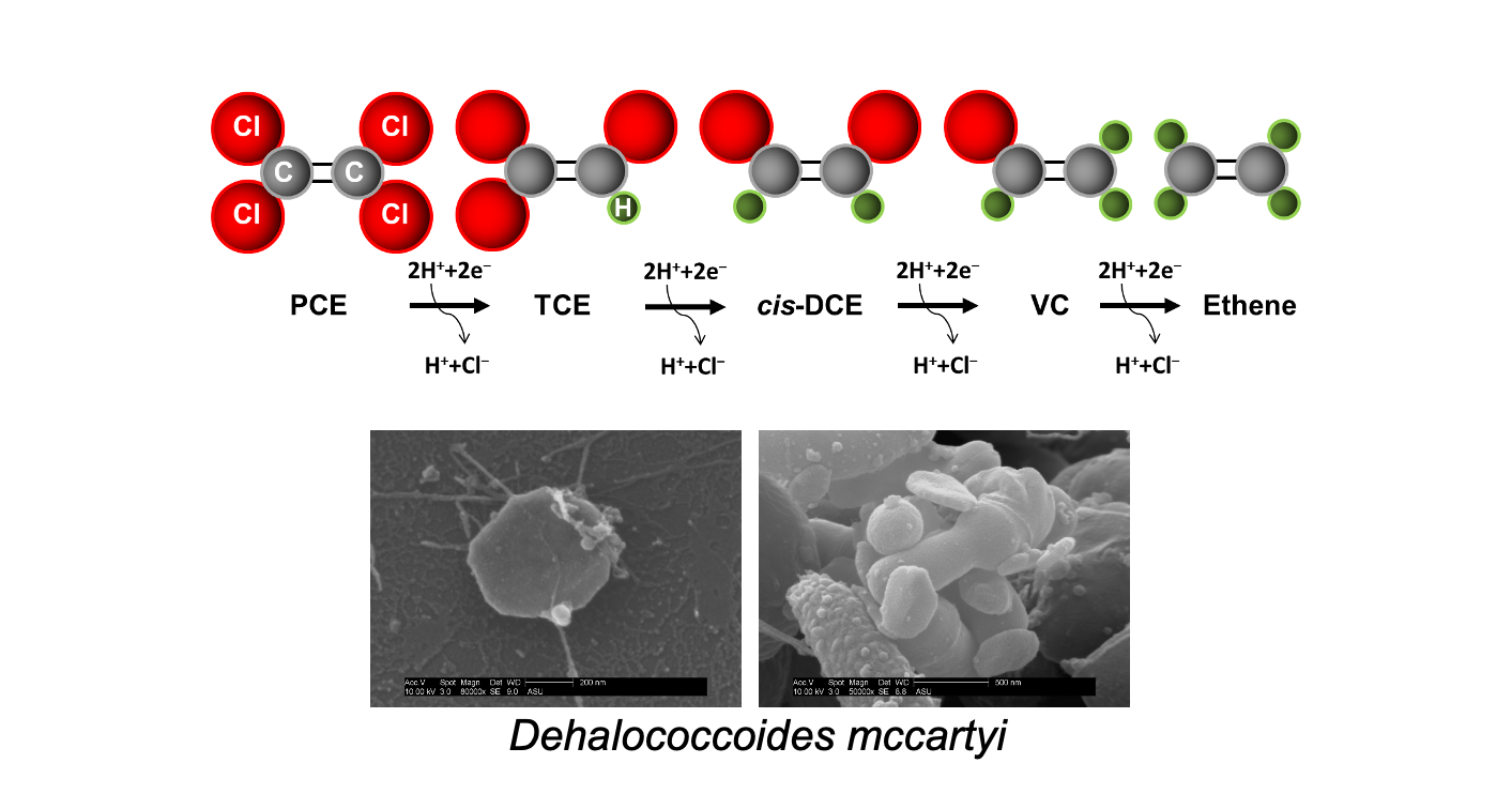 The photo images and illustration demonstrate how microorganisms called Dehalococcoides mccartyi detoxify the chlorinated ethenes perchloroethylene and trichloroethylene into nontoxic, non-chlorinated ethenes. These microbes are the main players in the bioremediation of groundwater at sites contaminated with chlorinated solvents.