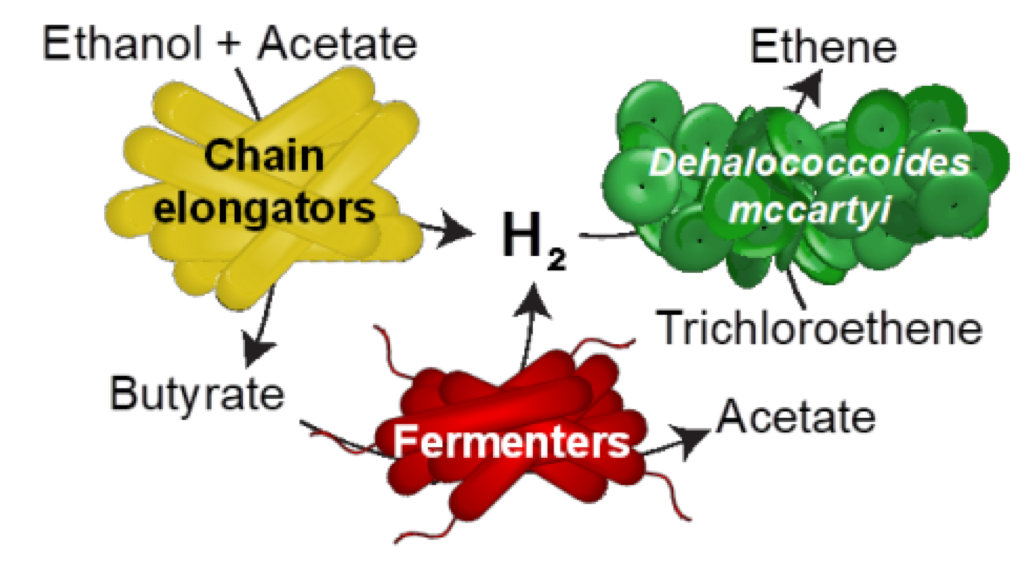 The schematic shows how chain elongating and fermenting microorganisms provide hydrogen to the bacterial strain Dehalococcoides mccartyi. The hydrogen is the energy source for a process to detoxify chlorinated solvents. The process is the focus of a new research paper in the journal Environmental Science & Technology by faculty and student researchers in the Ira A. Fulton Schools of Engineering. Graphic: Aide Robles/ASU