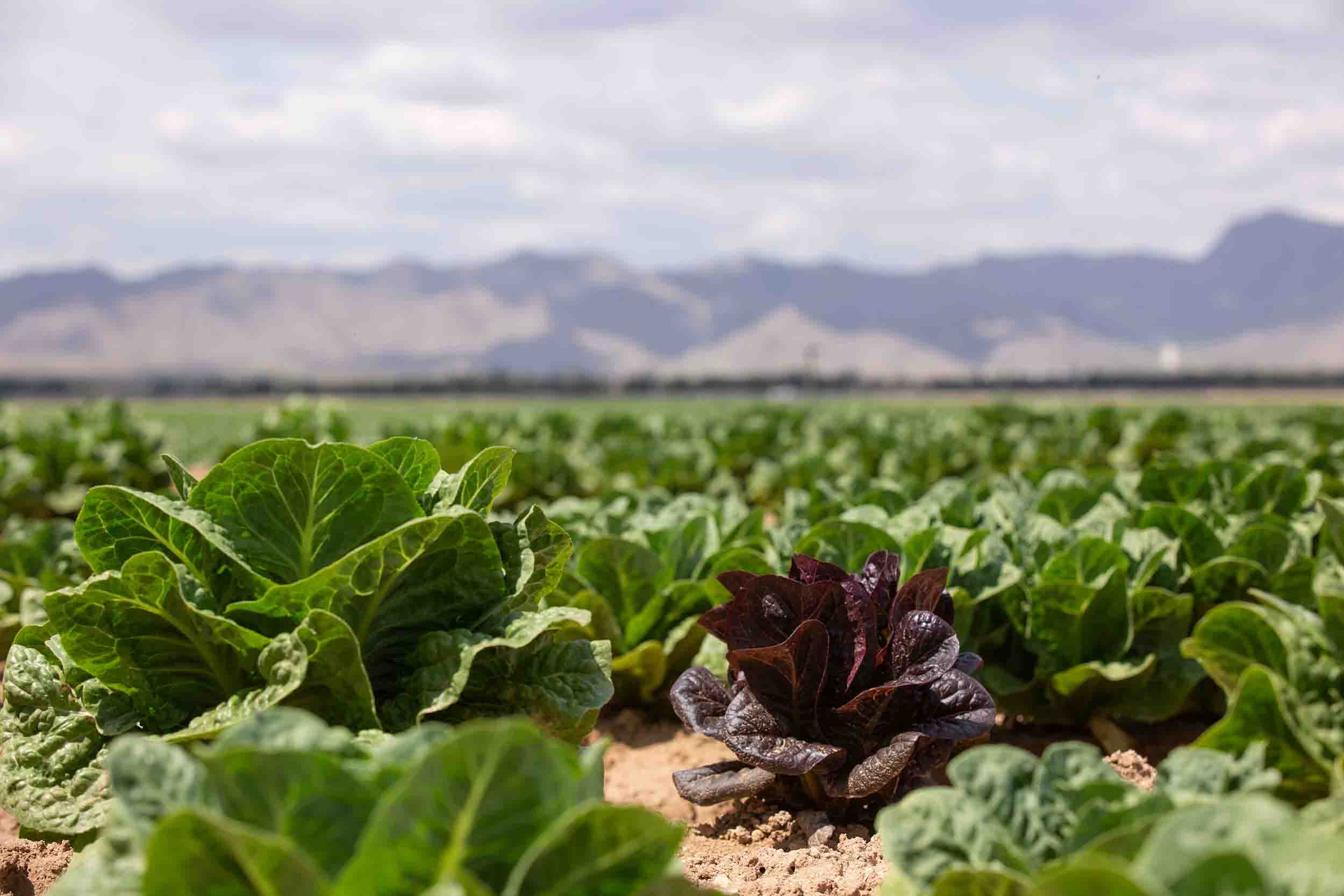 Lettuce plants grow in a field with mountains in the background