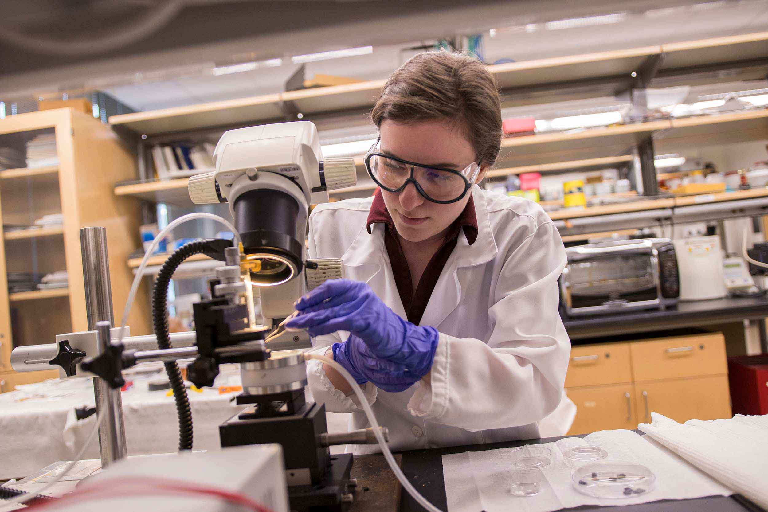 An undergraduate researcher, donning a lab coat, goggle and gloves, performs research at a microscope in a lab