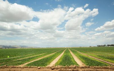 ASU cultivates new market opportunities for small farmers