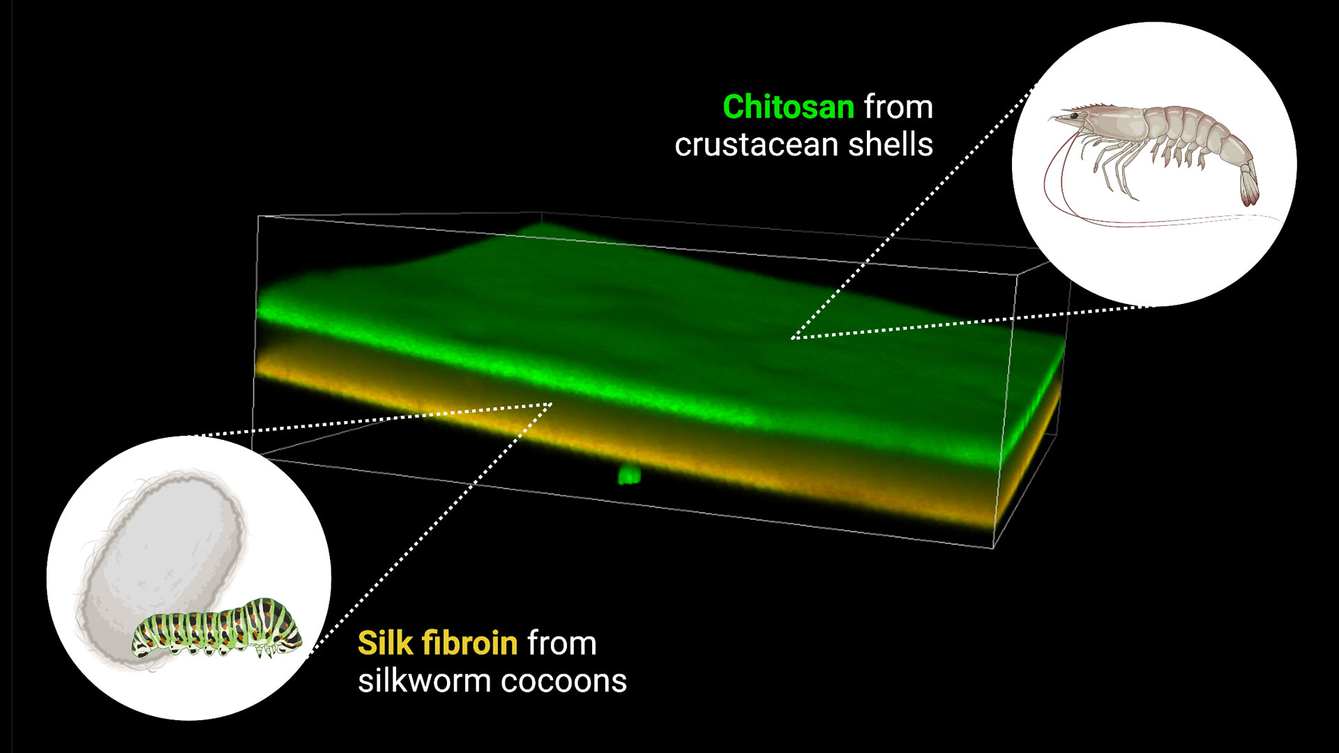 graphic showing two layers: Silk fibroin from silkworm cocoons (orange, bottom layer) and Chitosan from crustacean shells (green, top layer)