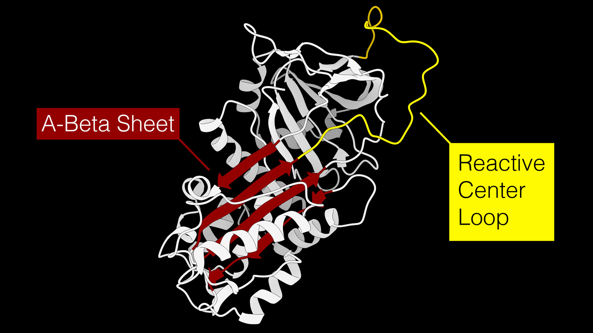 graphic showing the chemical shape of a serine protease inhibitor (in white), indicating the A-Beta Sheet (in red) and the Reactive Center Loop (in yellow)
