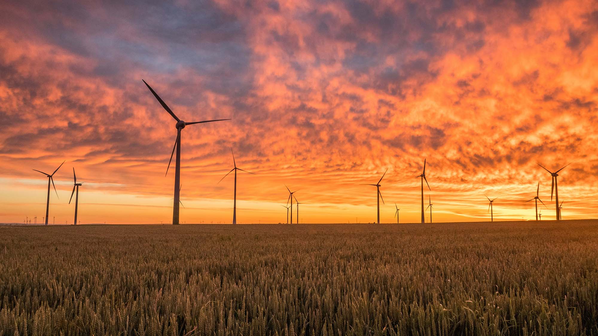 A gorgeous orange-hued sunset shines on a ripe wheat field peppered with renewable energy-producing wind turbines.