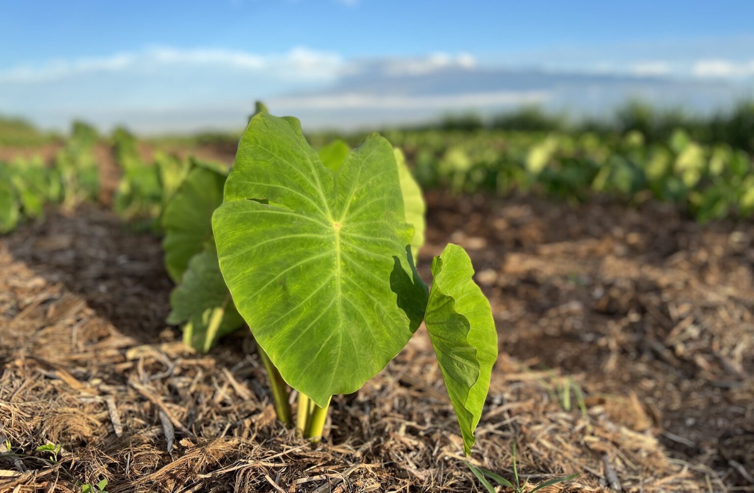 Close up of a taro root plant growing in a field being used in the research project.