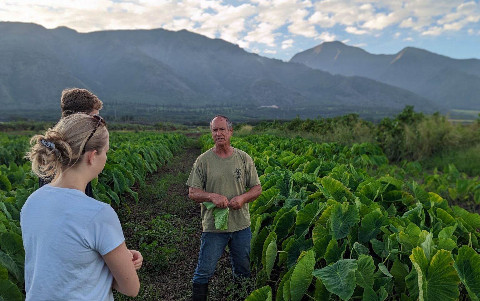 A farmer, Uncle Bobby Pahia, talks with two of the researchers while standing in his taro field, surrounded by waist-high taro plants.