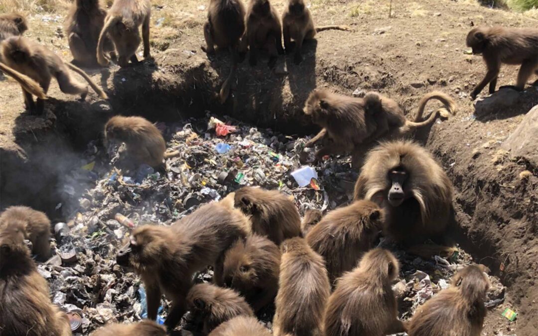 Students pitch in to help solve plastic problem in Ethiopian national park